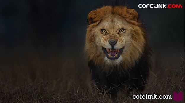 تصاویر حیرت انگیز از شیر، سلطان جنگل