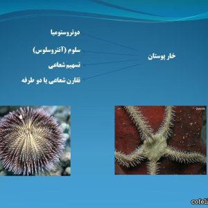 پاورپوینت خارپوستان