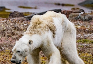 خرس قطبی رو به مرگ