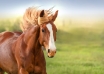 نکاتی در مورد نگهداری و پرورش اسب